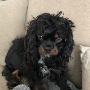 Meet your Posher, Januce